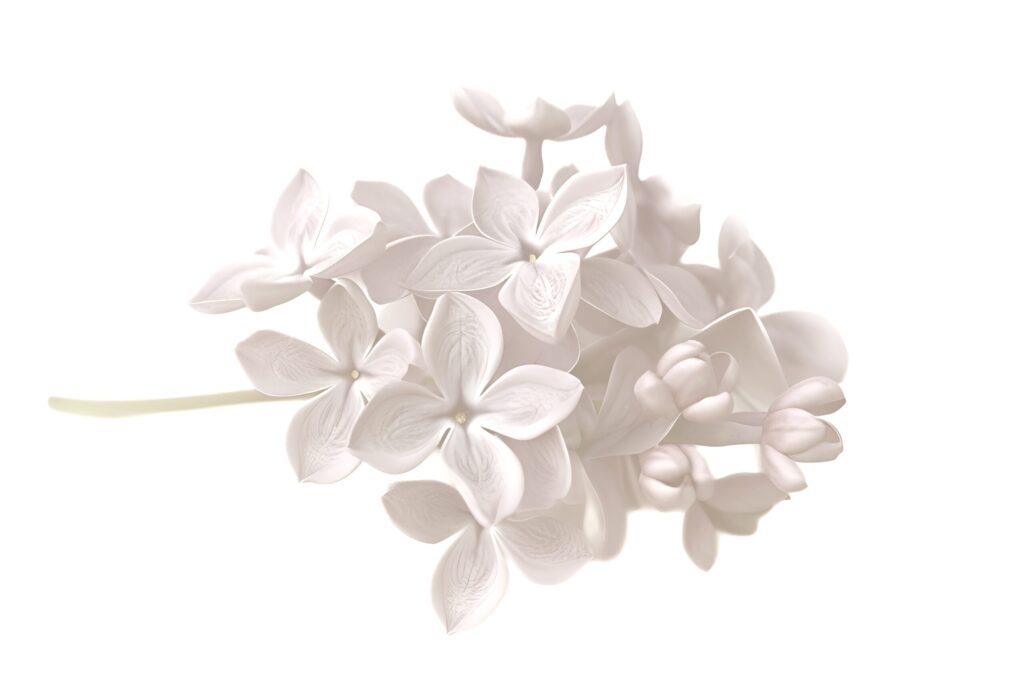 ライラックの花のイメージ写真(チャコールグレイ)